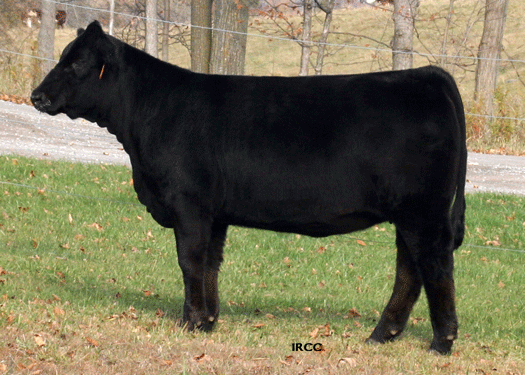 TOPS 907W