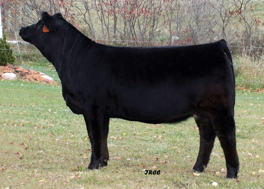 IRCC Whisper 909W