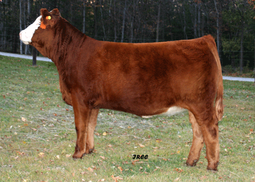TOPS 913W