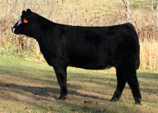 TOPS 923W