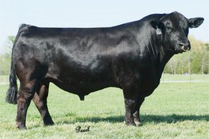 GWS EBONYS TRADEMARK 6N